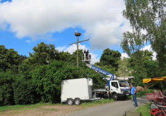 Zum ersten Mal seit 2019 wurde in Schmadebeck (Hof Plate) wieder ein Weißstorchküken beringt. 29.6.2026.