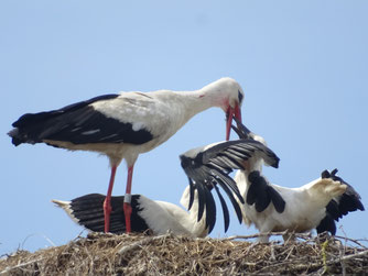 In Moitin füttert das beringte Männchen Hiddensee AN21 seinen Nachwuchs. Nicht mehr lange und die Jungstörche sind flügge. Foto: A. Sandhoff, 11.7.2025.