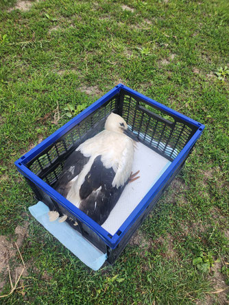 Jungstorch aus Klüssendorf/NWM. Foto: A. Sandhoff, 16.7.2025