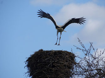 Männchen Hiddensee XF811 landet in seinem letztjährigen Nest in Groß Bölkow. Foto: A. Sandhoff, 11.4.2026
