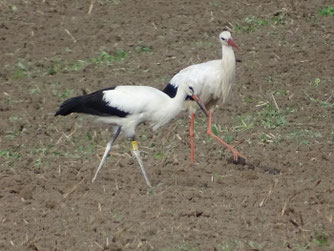 Der Stäbelower Jungstorch Hiddensee X276B und ein Altvogel auf gemeinsamer Nahrungssuche am 2.9.2025 bei Bartenshagen. Foto: A. Sandhoff.