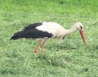 Altstorch auf gemähter Wiese bei Bentwisch, 2.6.2021