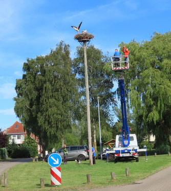 Beringung von 4 Jungstörchen in Rabenhorst/DBR am 30.6.2025