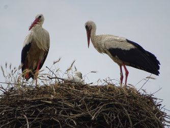Von Schwaan nach Prüzen/GÜ abgewandert ist die Störchin DEH BV89 - und mit ihr vermutlich auch ihr Männchen. Foto: A. Sandhoff, 20.6.2026