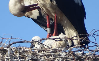 Hiddensee AN21, seit 2020 männlicher Brutvogel in Moitin, Foto: 5.6.2022, A. Sandhoff