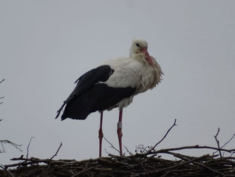 Einer von bisher vier Ringträgern, die bei uns bereits zurückgekehrt sind, steht am 24.3. in Moitin auf dem Nest. DEH AN21, ein Ostzieher, ist jetzt zehnjährig und geht in seine inzwischen siebte Brutsaison. Foto: A. Sandhoff, 24.3.26