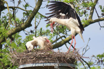 Gerade ist das Männchen auf dem Nest gelandet - das Weibchen begrüßt es mit lebhaften Flügelbewegungen. Hohen Luckow, 17.5.2026. 