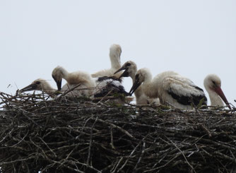 5 Junge wachsen in Kavelsdorf/RDG heran. 15.6.2019