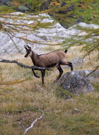 randonnée serre chevalier briançon