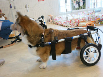 犬の車椅子　犬の車いす　犬用車椅子　犬用車いす　歩行器　ドッグカート　犬　車イス　車椅子　車いす