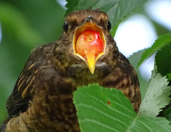 Junge Amsel, fast ausgewachsen, bettelt um Futter, braucht aber nicht unsere Hilfe! Foto: NABU Klaus Illing