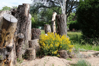 Stiftung Umwelt- und Naturschutz Schmittmann Wildbienen Graue Sandbiene Blattschneiderbiene Mörtelbiene Rote Maskenbiene Extensivierung Renaturierung Wasserturm Ginnick NABU Düren