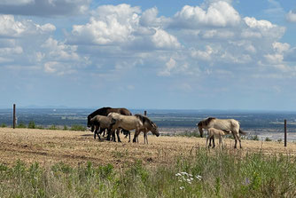 Sophienhöhe Goldene Aue Wildpferde Konik Konic NABU Düren