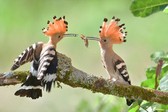 Wiedehopf Vogel Natur des Jahres 2022 NABU Düren