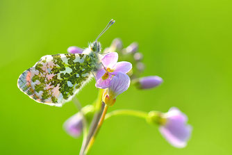 Schmetterlinge zauberhaft gefährdet Insektenschutz Artenschutz Aurorafalter NABU Düren