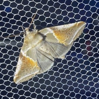 Stiftung Umwelt- und Naturschutz Schmittmann Nachtfalter Achat-Eulenspinner NABU Düren