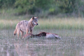 Wolf Nutzen Gleichgewicht NABU Düren