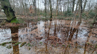 Ertrunkene Buchen Starkregen Dürre Wald Baum Bäume Buche Buchen Mischwald NABU Düren
