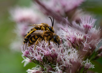 Sechsbinden-Furchenbiene Wasserdost Naturschutztipps Insekten Dr. Ute Nieveler NABU Düren