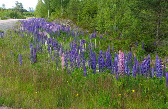 Neophyten Neobiota Pflanzen invasiv Vielblättrige Lupine Lupinus polyphyllus NABU Düren