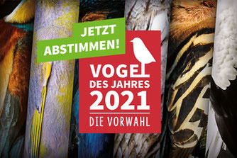 Vogel des Jahres 2021 Wahl NABU Düren