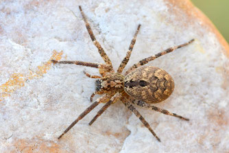 Besondere Beobachtungen Sichtungen Kreis Nosferatuspinne Nosferatu Spinne NABU Düren