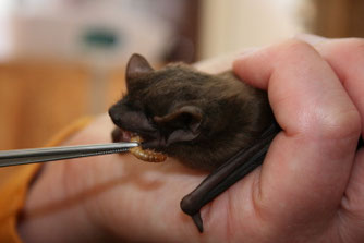 Artenschutz Gut Lorsbeck Fledermaus Nisthilfe Nisthilfen Wildtierauffangstation Wildtierhilfe Nordrhein e.V. Hortus dialogus NABU Düren