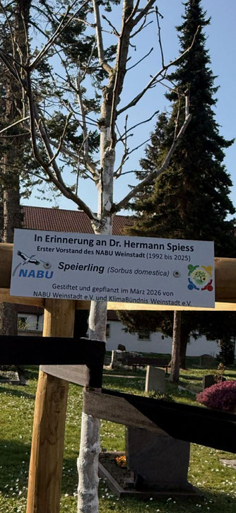 Bild: NABU-Weinstadt, Sabine Maier, Speierling