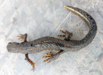 Bild: Wildtierhilfe Höxter, Kirsten Strauch, Kammermolch