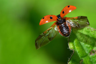 Foto: NABU/Walter Fiechter