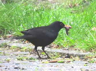 Die Amsel belegt vordere Plätze bei der Vogelzählung, verliert aber immer mehr geeignete Lebensräume. Schon bald könnte auch der "Allerweltsvogel" gefährdet sein. Foto: Beatrice Jeschke