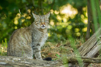 Wildkatze. Symbolfoto: NABU/Marco Frank