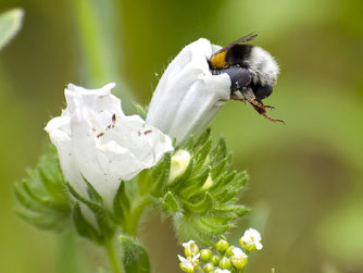 Erdhummel. Foto: Kathy Büscher/pixabay