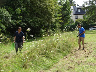 Insektensommer auf dem Ostfriedhof. Foto: Beatrice Jeschke