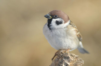 Feldsperling. Foto: NABU/Frank Derer