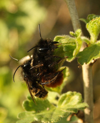 Männchen und Weibchen der Gehörnten Mauerbiene bei der Paarung. Foto: Sabrina Rötsch