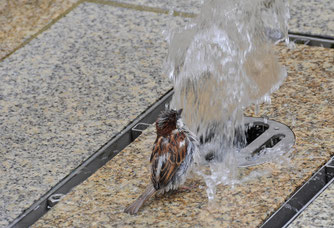 Kein Dreckspatz: Ein Haussperling beim "Duschen" in der Leipziger Innenstadt. Foto Steffen Ettrich