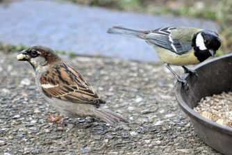 Haussperling (links) und Kohlmeise liefern sich bei der „Stunde der Wintervögel“ ein „Kopf-an-Kopf-Rennen“. Foto: Hansjürgen Gerstner