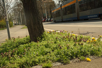 Auf Baumscheiben finden ökologisch wertvolle Wildkräuter einen Lebensraum – ein wichtiger Beitrag zum Schutz der Biodiversität in der Stadt. Foto: Sabrina Rötsch