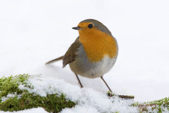 Rotkehlchen im Schnee. Foto: NABU/Frank Derer