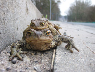 Erdkröten auf Wanderschaft am gefährlichen Straßenrand. Foto: Wolf-Rüdiger Große