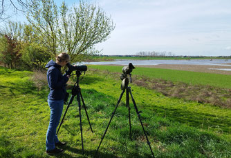Der NABU dokumentiert das Brutgeschehen an der Gärnitzer Lache. Bei menschgemachten Gefahren werden die Naturschutzbehörde und der örtliche Landwirt informiert. Foto: Karsten Peterlein
