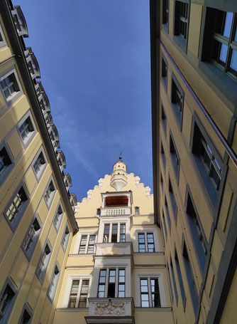 Aus unbekannter Ursache ist die Teichralle in Barthels Hof gelandet und verbrachte vier Tage ohne Nahrung und Wasser im Keller. Foto: NABU Leipzig