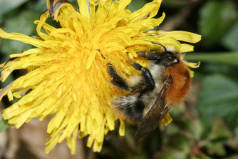 Zum dritten Mal in Folge ist die Ackerhummel beim Insektensommer im August die am häufigsten beobachtete Art. Foto: NABU/Helge May