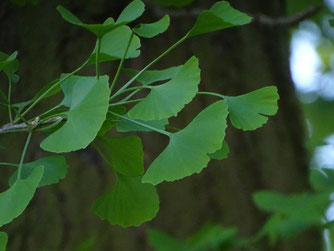 Blätter des Ginkgo. Foto: Beatrice Jeschke