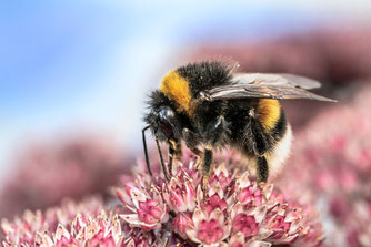 Heide-Erdhummel. Foto: Myriam Zilles/pixabay