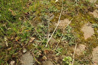 Fugenvegetation kann Insekten Nahrung bieten und kühlt die Umgebung. Foto: Sabrina Rötsch