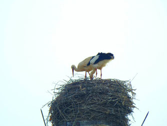 Storchennest auf der Gärtnerei. Foto: Beatrice Jeschke