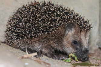Junger Igel beim Fressen. Foto: naturgucker.de/ Kerstin Karg