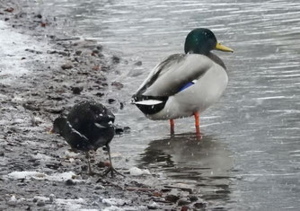 Wohlbekannt ist die Stockente (rechts) - insgesamt 28 wurden im Eutritzscher Park gezählt. Recht bekannt sind auch die schwarz-weißen Blässrallen, weniger bekannt hingegen die verwandte Teichralle (links). Foto: Beatrice Jeschke